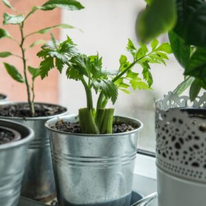plante verte sur pot en céramique blanc