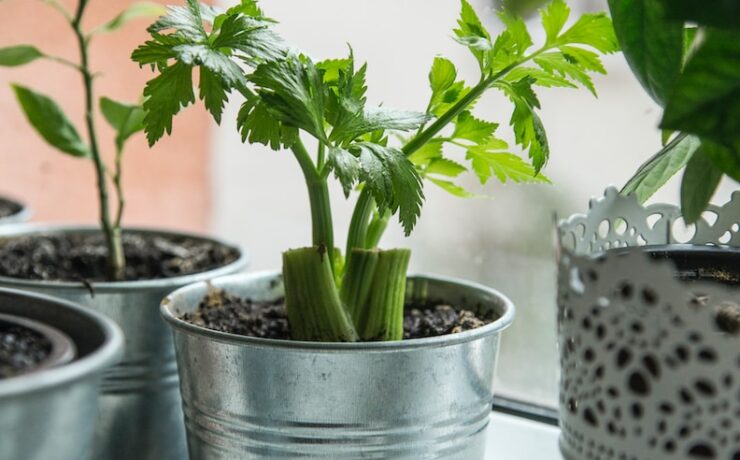 plante verte sur pot en céramique blanc